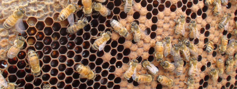 ourbees1